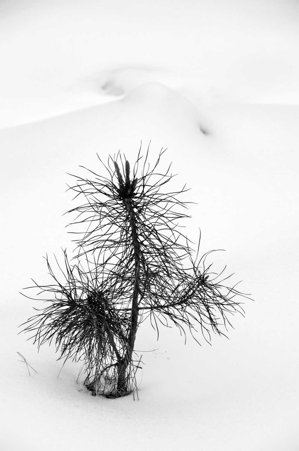 冬天黑白雪景图片