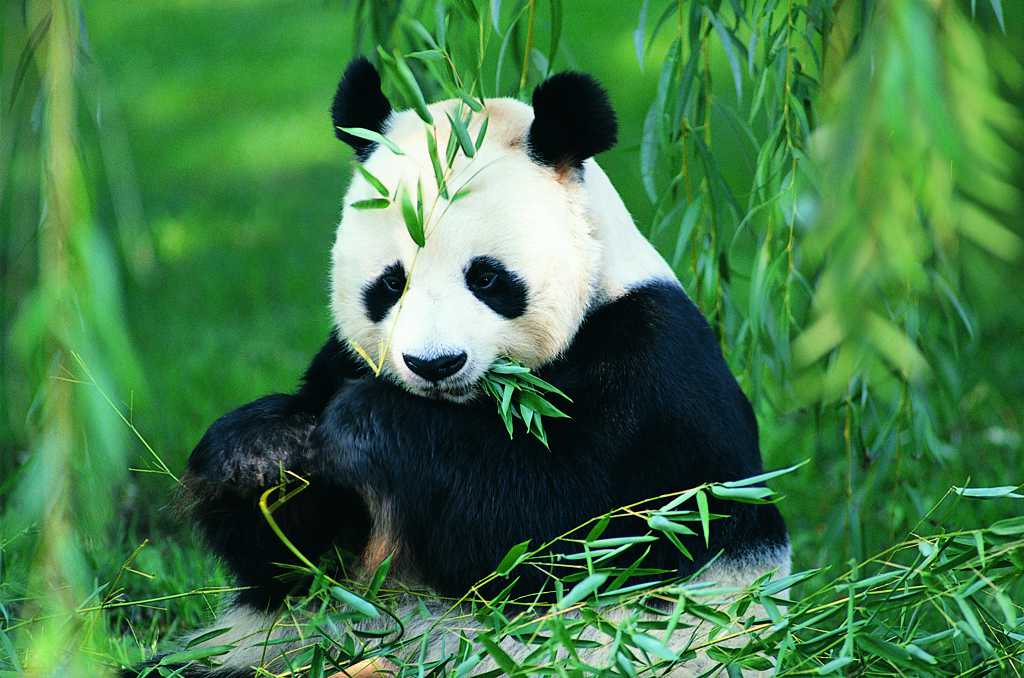竹林熊猫图片
