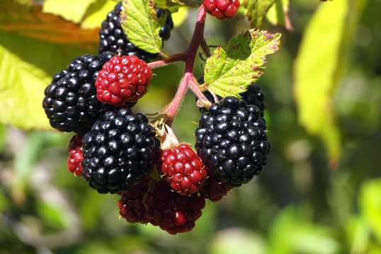 黑莓浆果图片