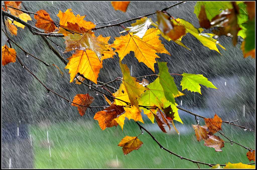 秋日的雨图片