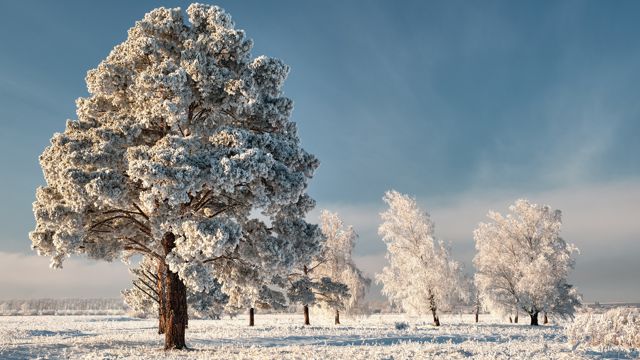 积雪的大树图片