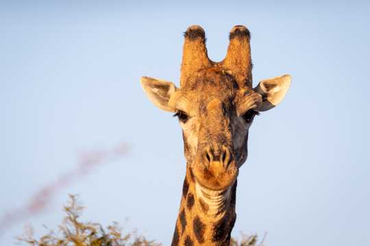 南非草坪上的长颈鹿