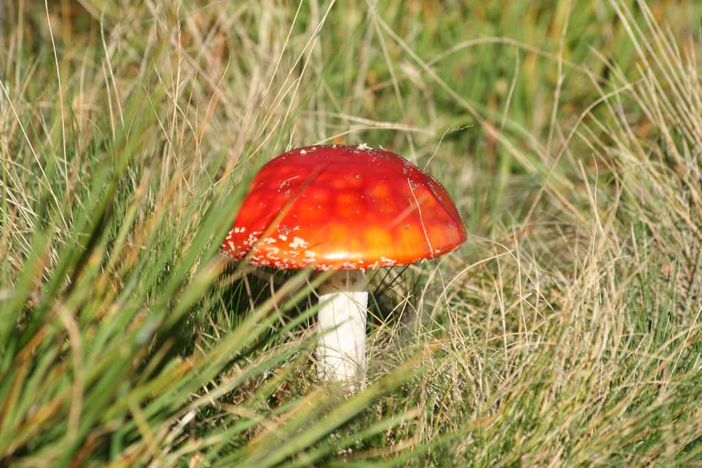 草丛上的飞木耳蘑菇图片