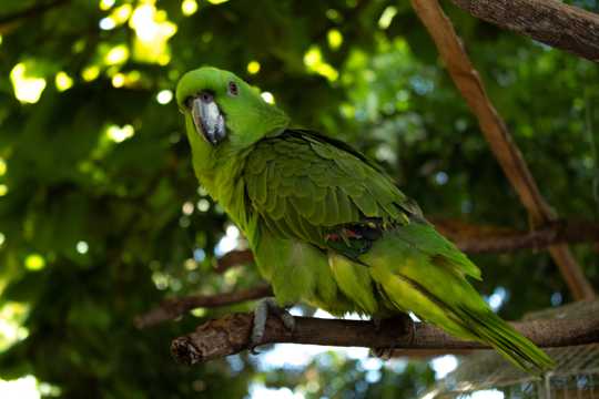 枝头上的黄颈亚马逊鹦鹉图片