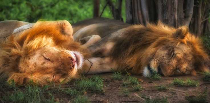 两只睡着的狮子图片