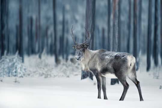 高清冬天麋鹿照相图片