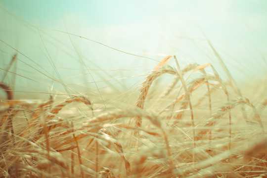 田地里的麦穗图片