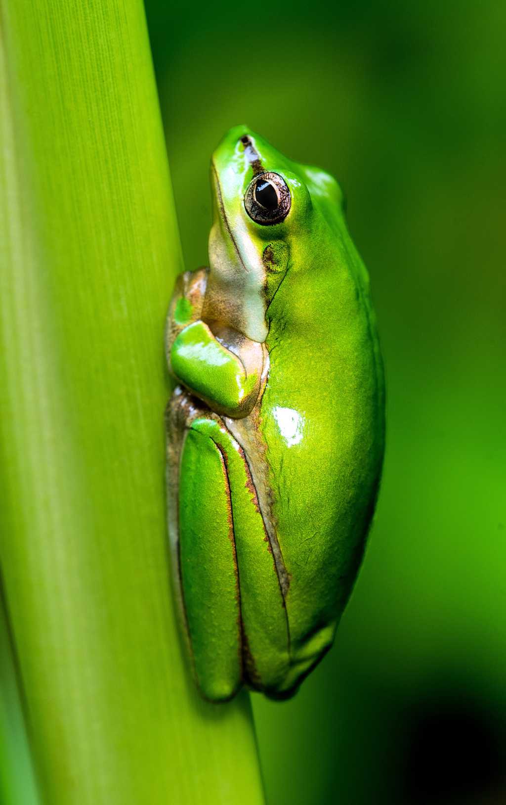 休憩的树蛙图片