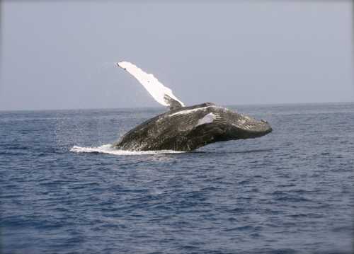 大海大鲸鱼图片
