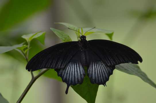 黑色的燕尾蝴蝶图片