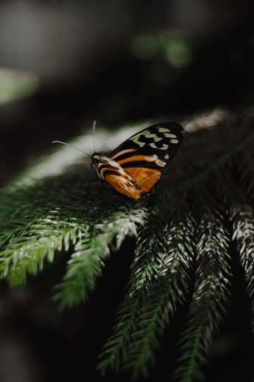 黑色花纹的蝴蝶图片