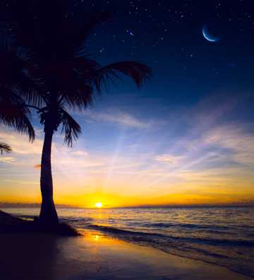 沙滩上的椰树景物图片