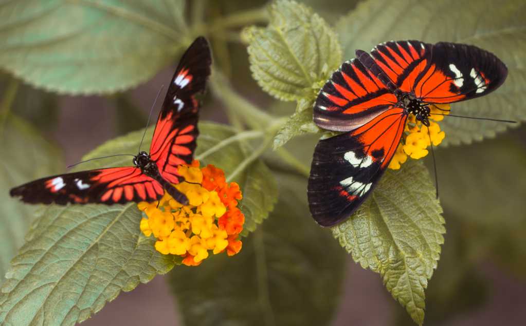 两只漂亮的蝴蝶图片