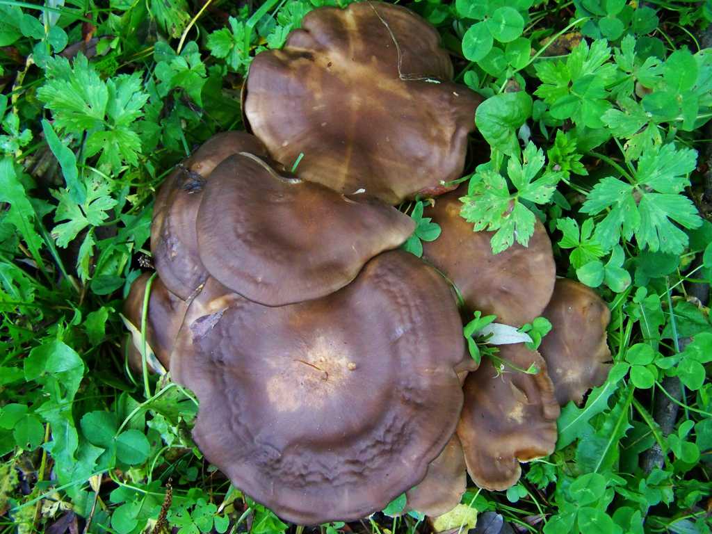 褐色的蘑菇图片