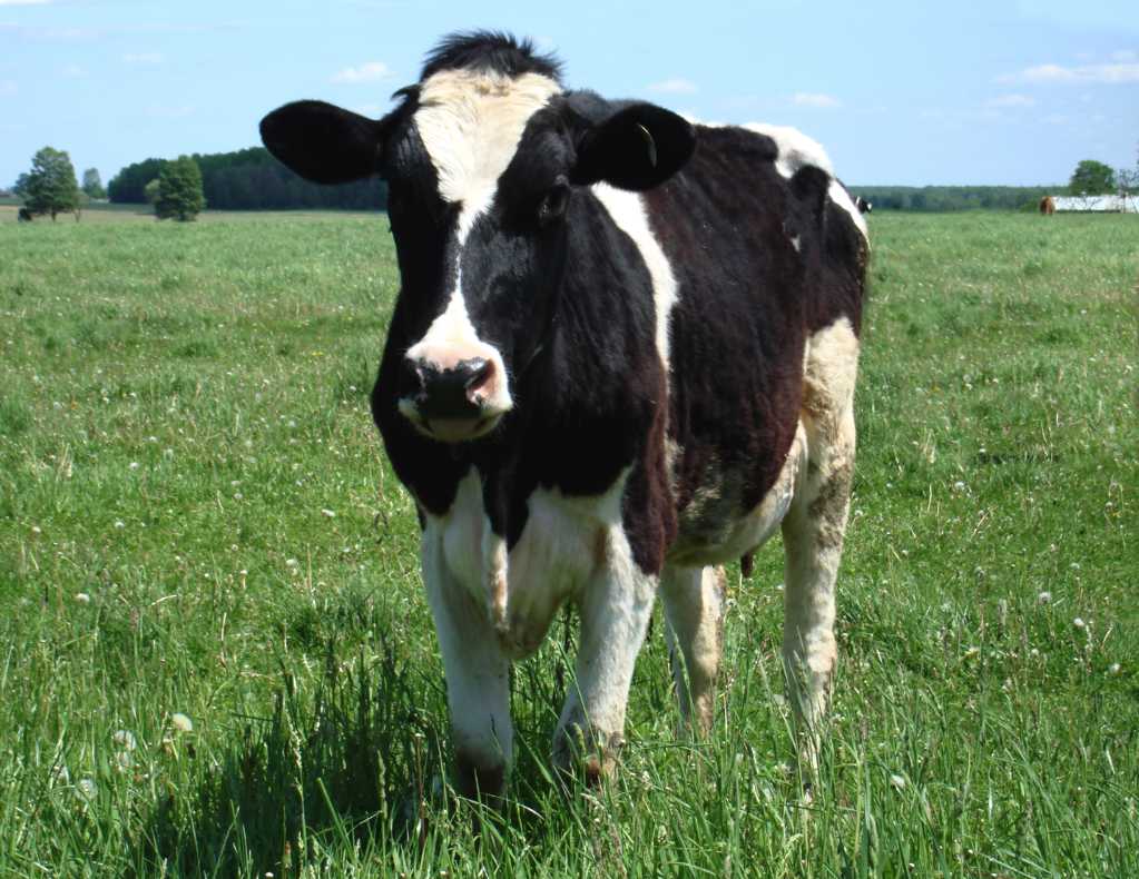 农场里的荷兰奶牛图片