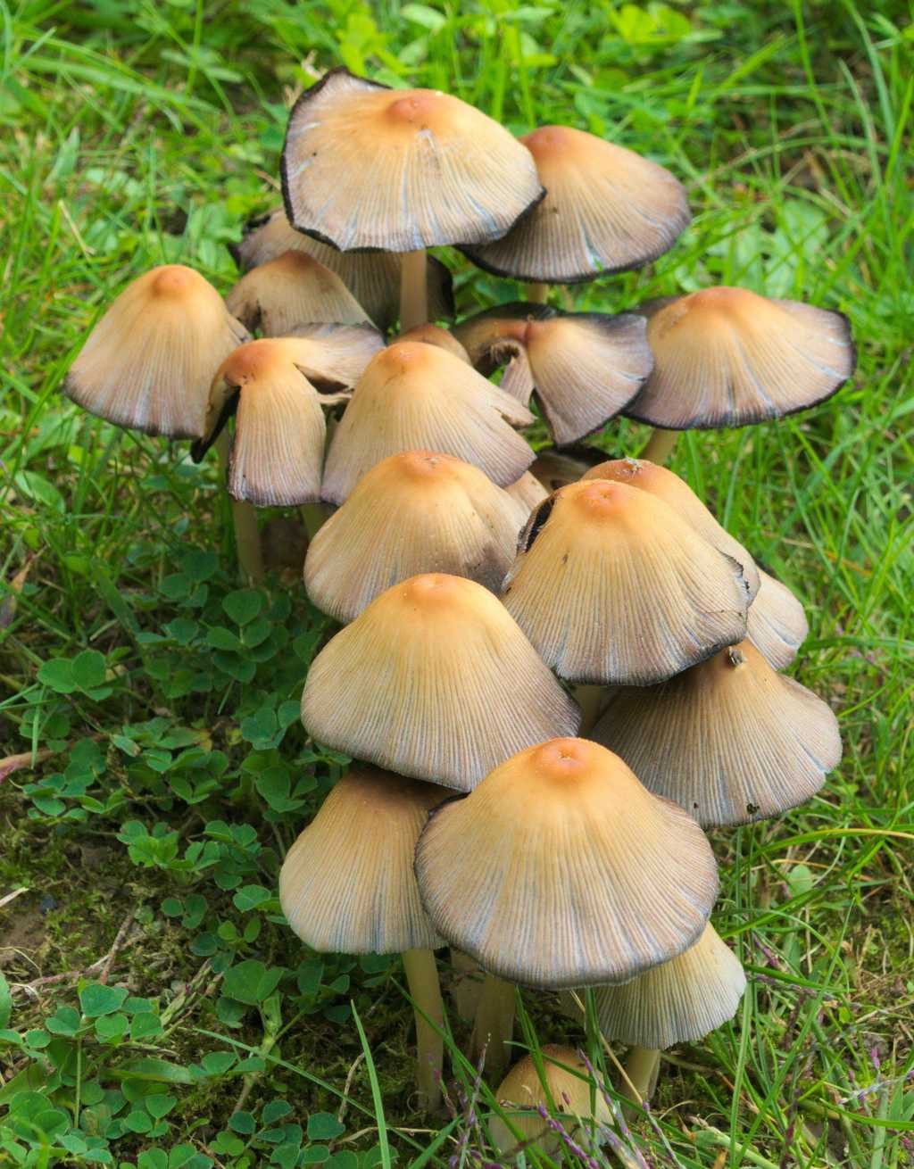 草原小蘑菇图片