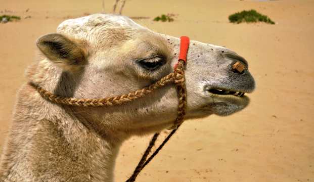 大漠骆驼头部特写图片