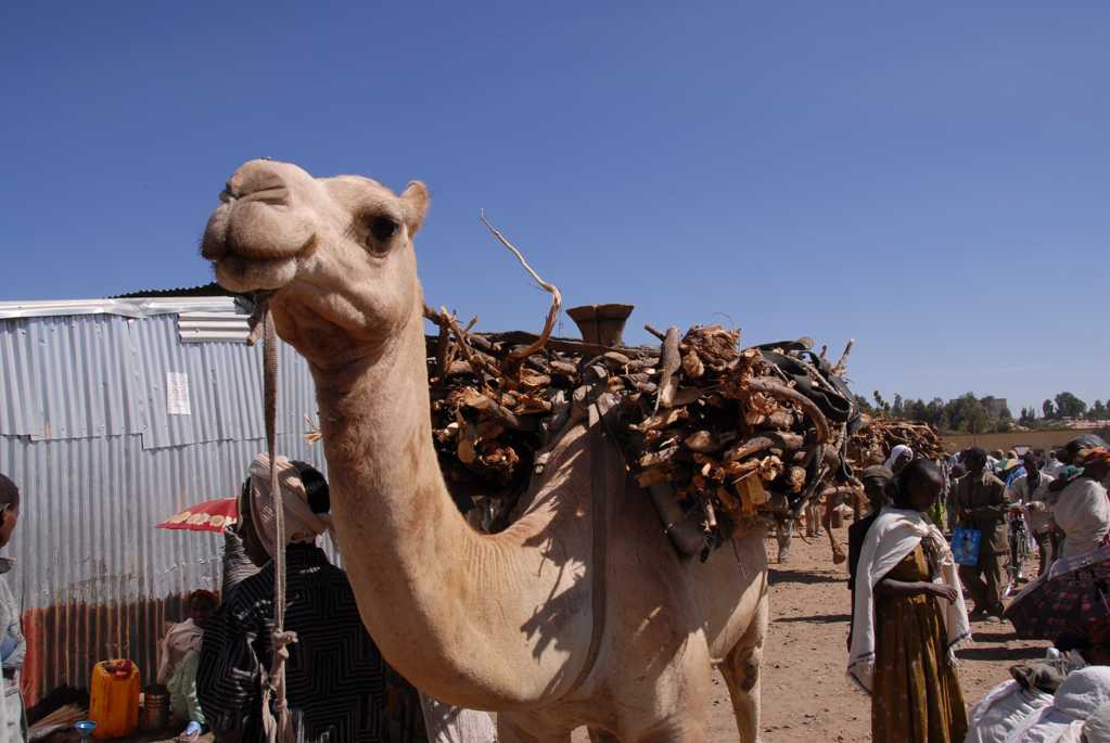 家养骆驼图片