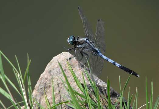石头上的蓝蜻蜓图片