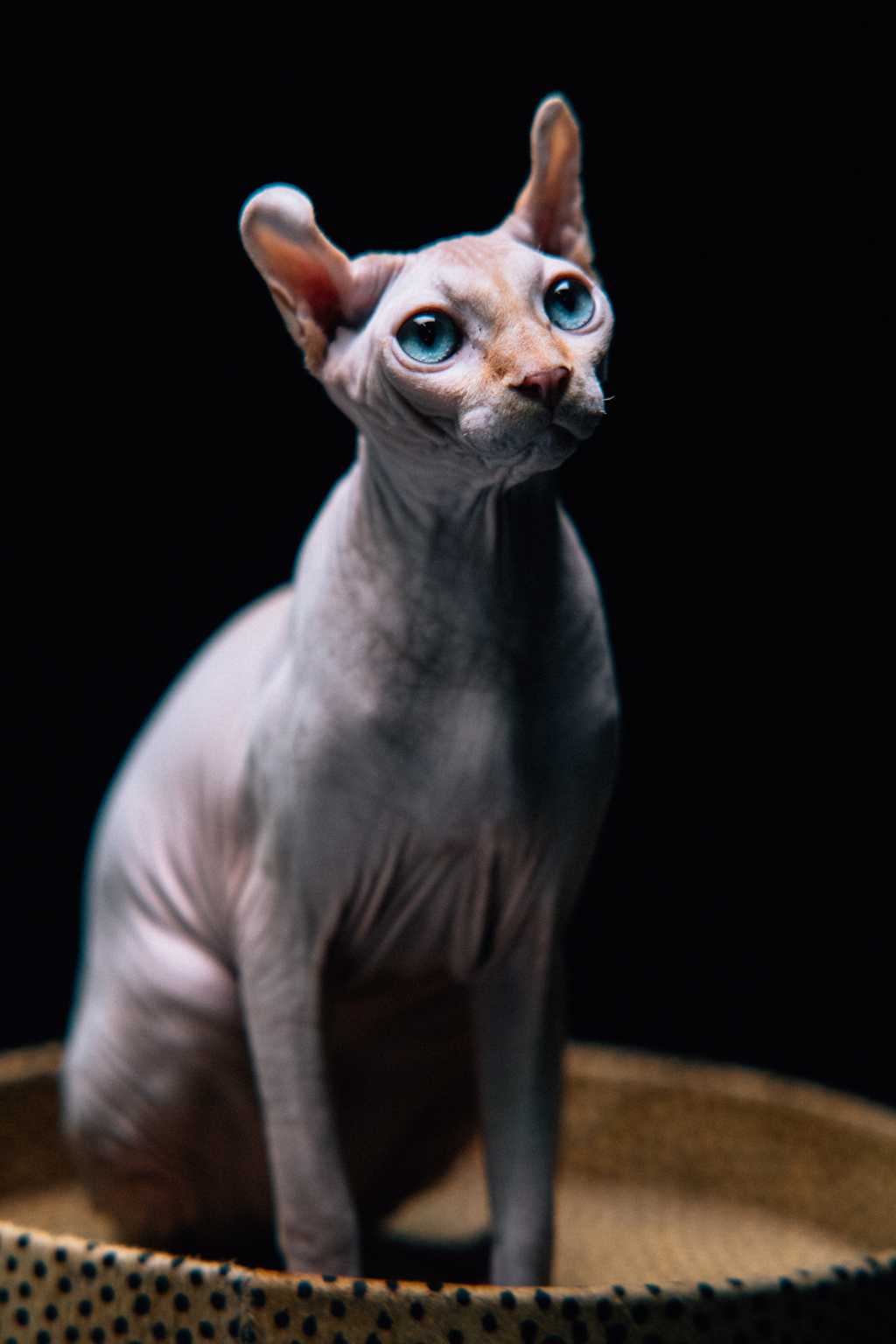 一只蓝眼睛无毛猫图片