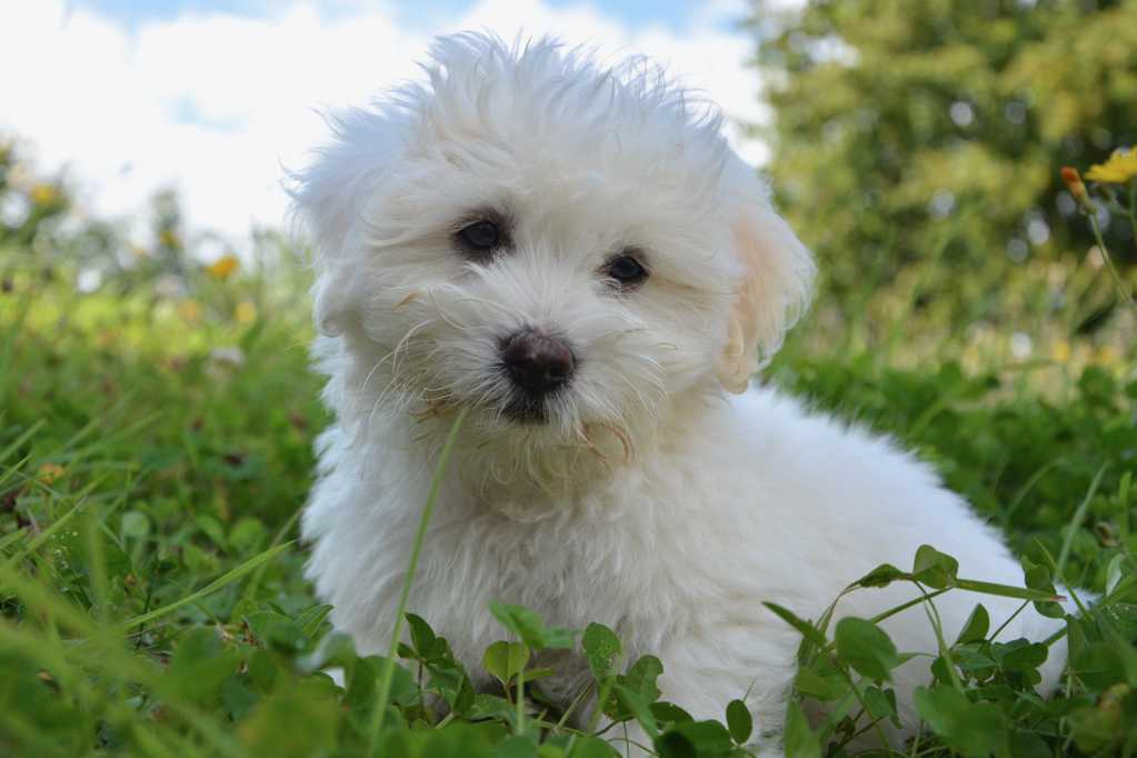 草原上的白色幼犬图片