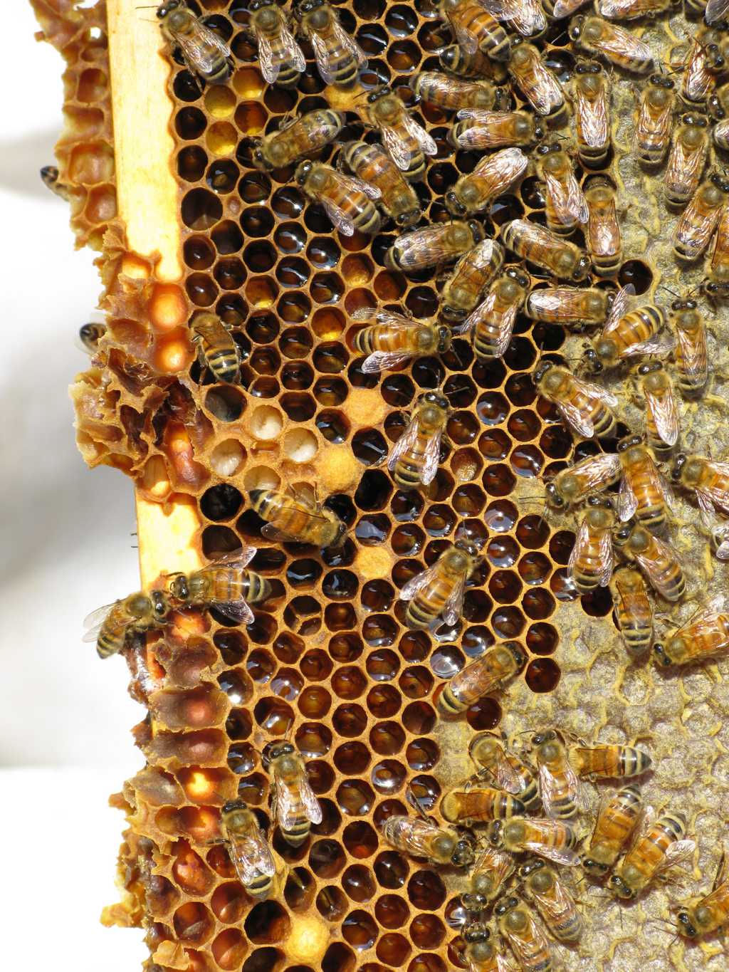 青条花蜂蜂巢图片