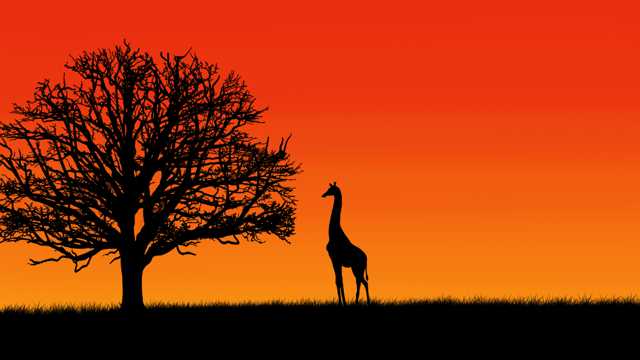 落日下的长颈鹿图片