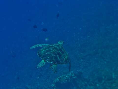 海洋中的海龟图片