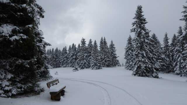 冬天丛林白雪景观图片