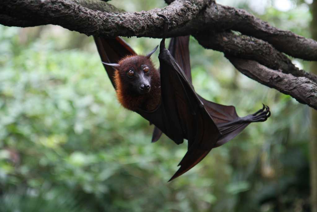 丛林中的蝙蝠图片