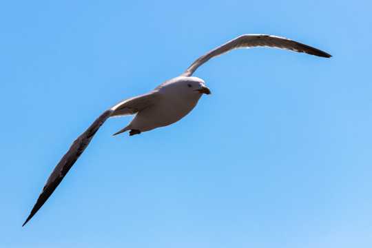 高空展翅的海鸥图片