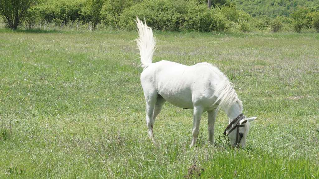 草场白马吃草图片