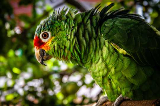 波多黎各亚马逊鹦鹉图片