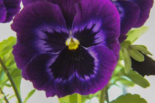 紫色三色堇花朵图片