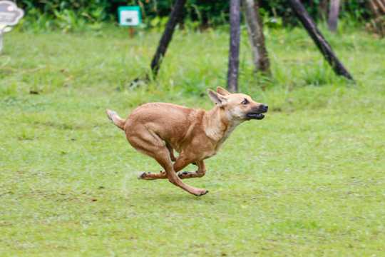 奔跑猎犬图片