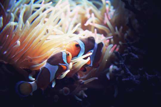 珊瑚丛里的小丑鱼图片