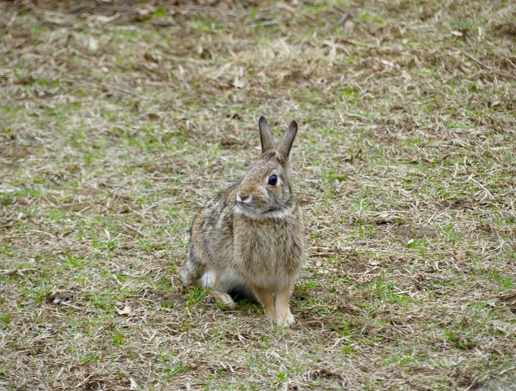 草原上的野兔图片