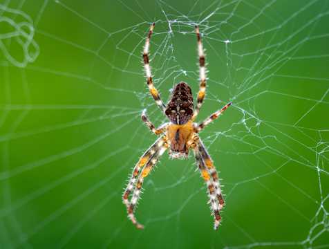 蜘蛛网上的大蜘蛛图片