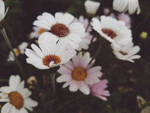 白色漂亮的小菊花图片
