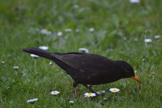 草地上的黑鸟图片