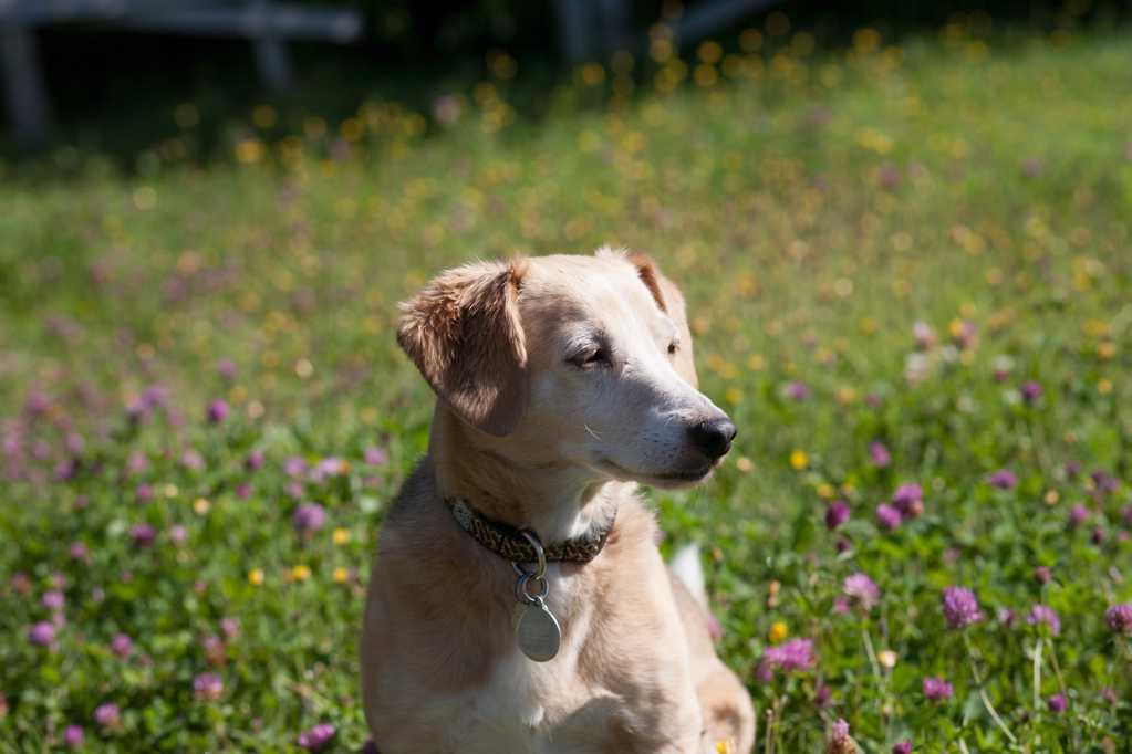 草地上的圣东基犬图片