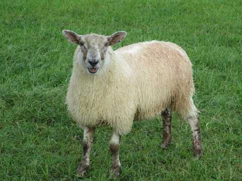 爱尔兰白色羔羊图片
