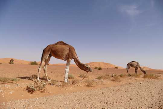 大漠瘦小骆驼图片