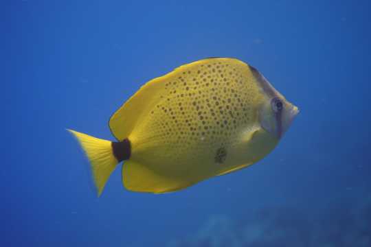 大海里的黄色鱼图片