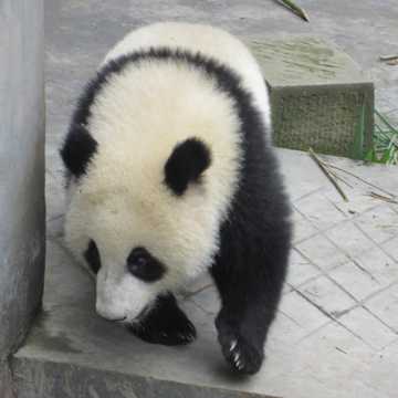 可人的熊猫图片