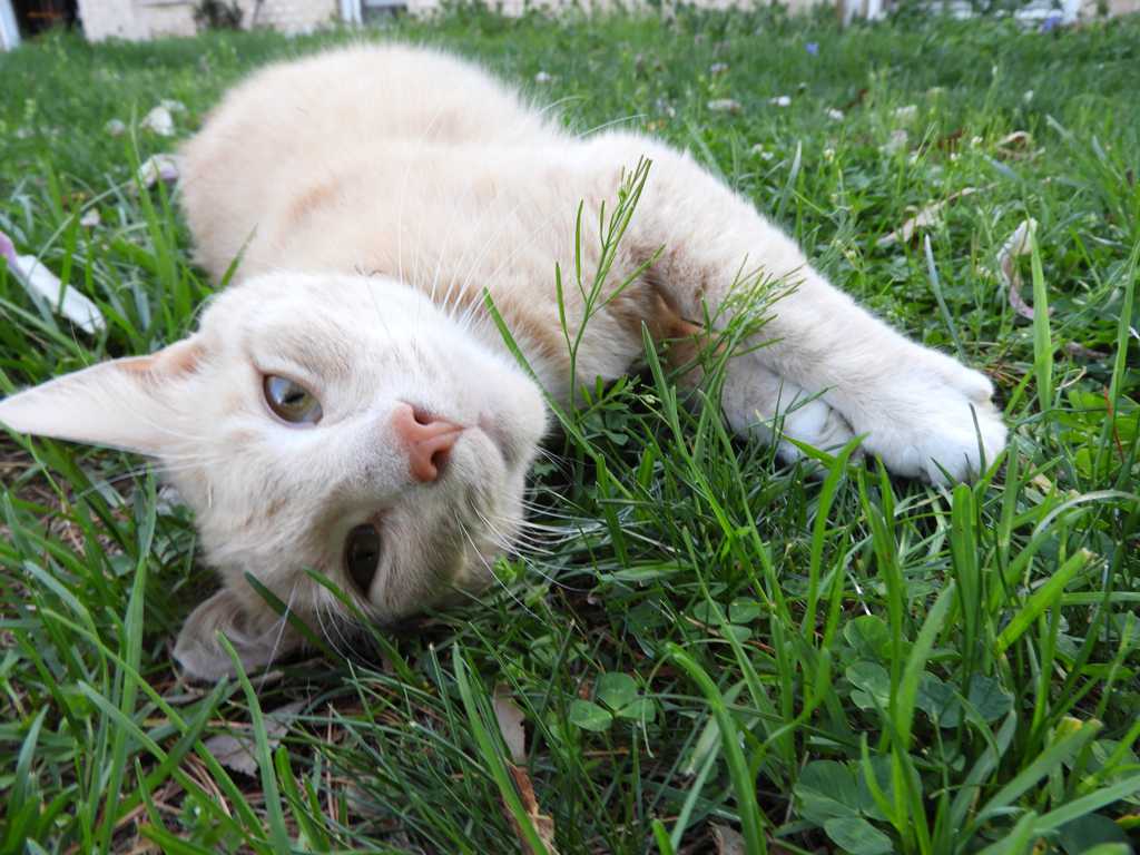 草坪上懒散的猫咪图片