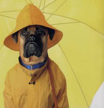 撑着黄色雨伞的小狗图片