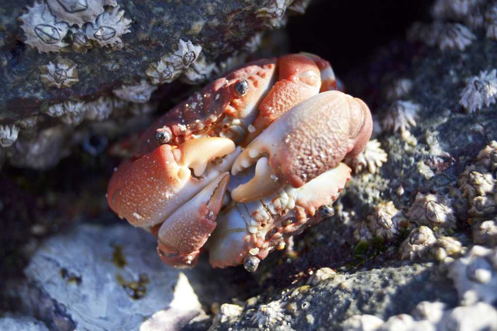 岩石上的螃蟹图片