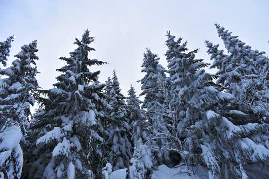 冬季树木积雪图片