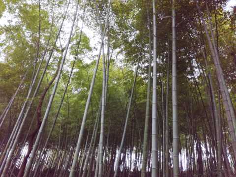 高大的竹林图片